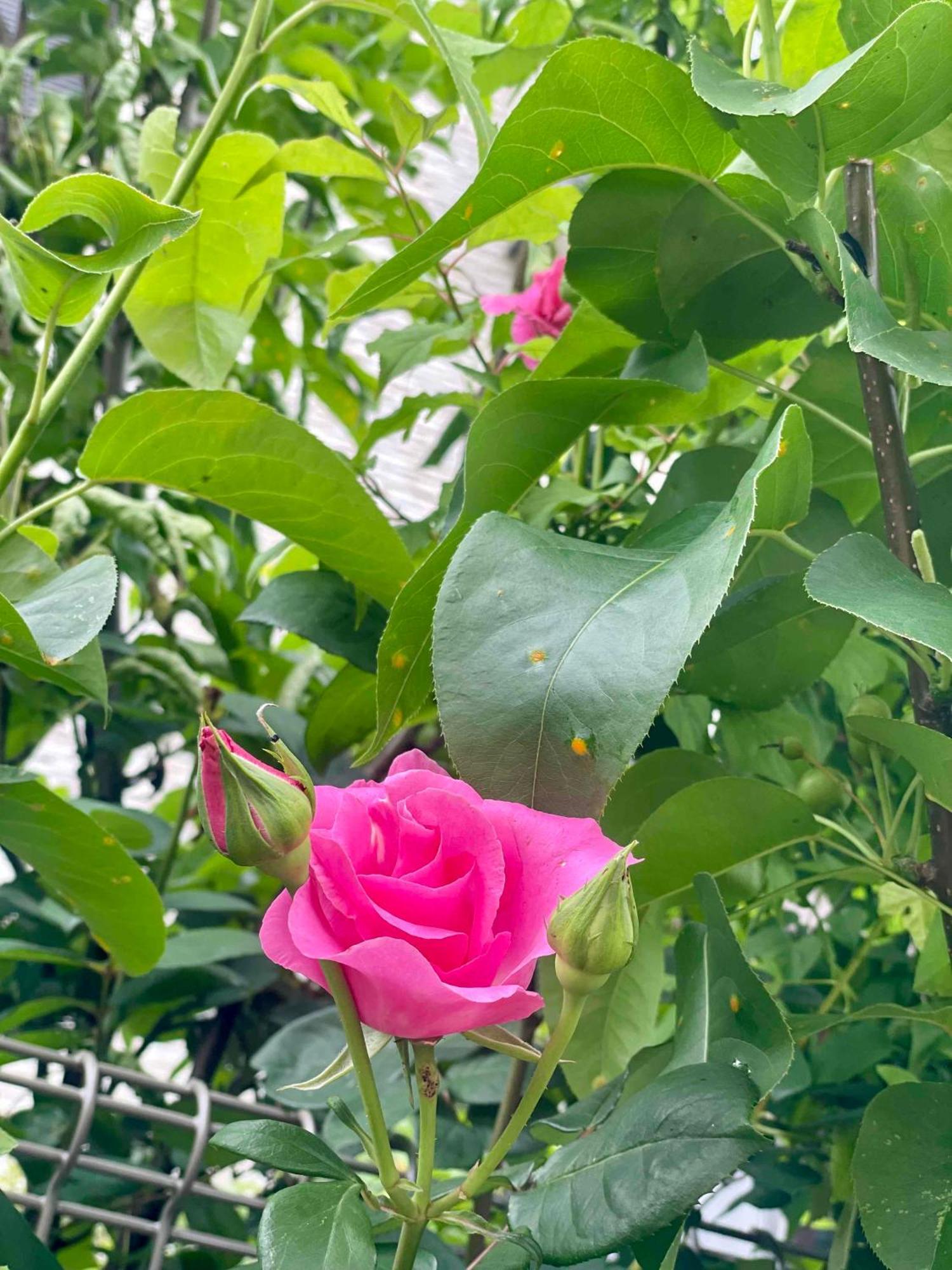 Guest House Harukawa Osaka Ngoại thất bức ảnh